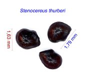 Stenocereus thurberi graines.jpg